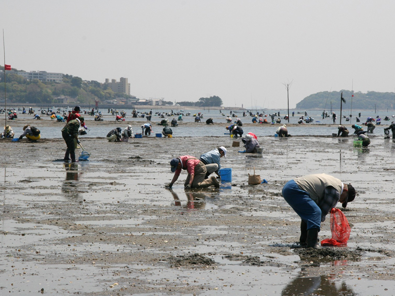 吉田海岸潮干狩り