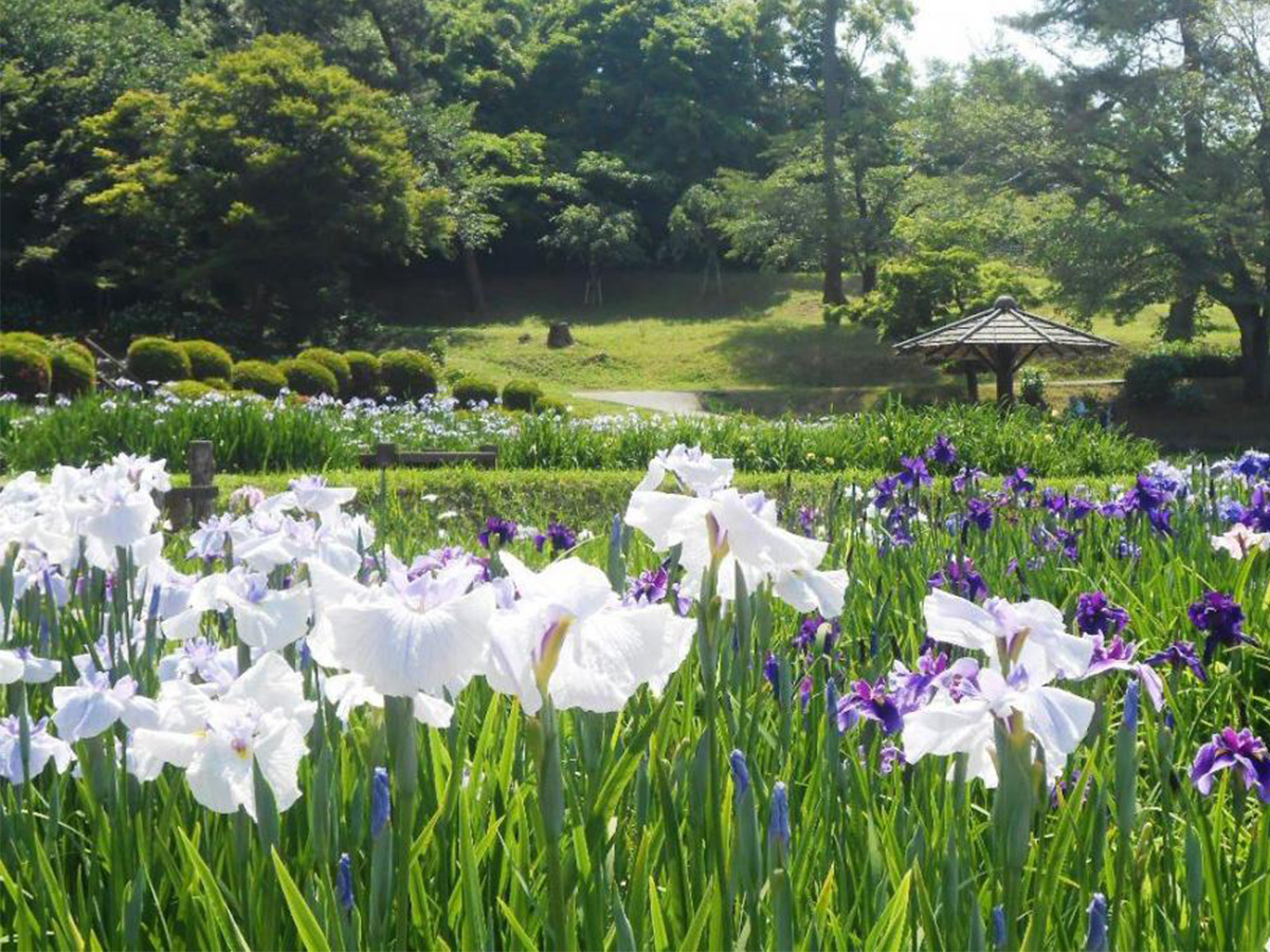 花菖蒲の開花情報