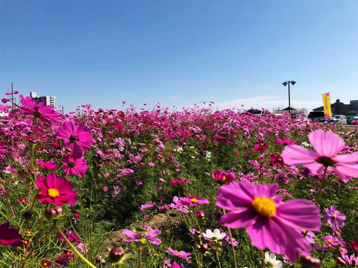 赤松町東向地内のコスモス畑