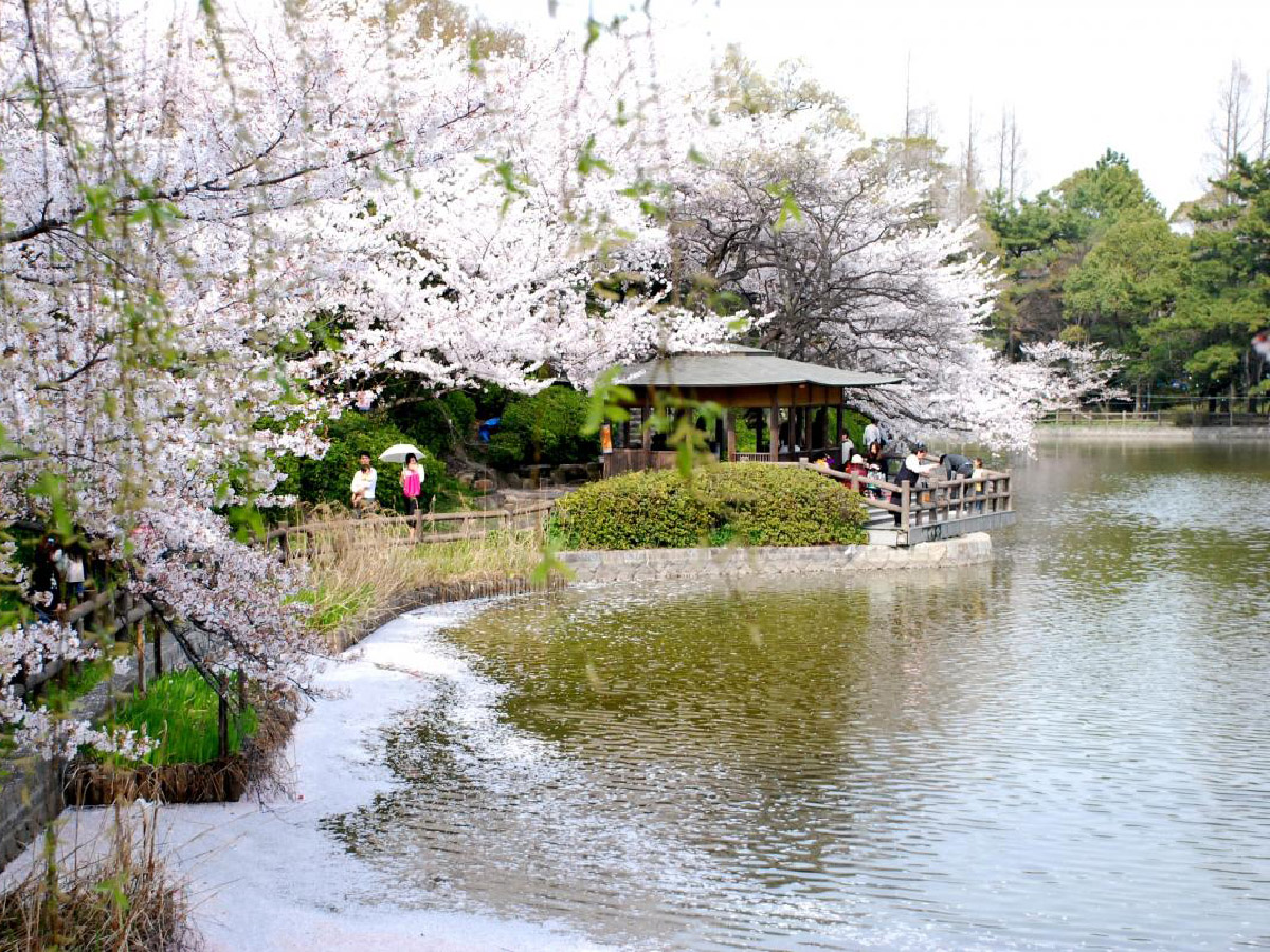 刈谷の桜まつり