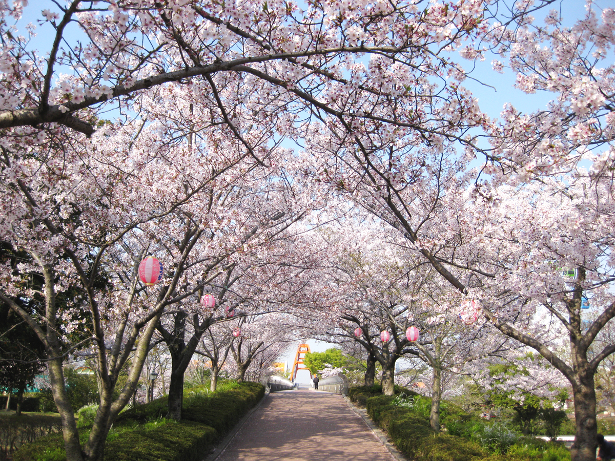 明石公園桜まつり