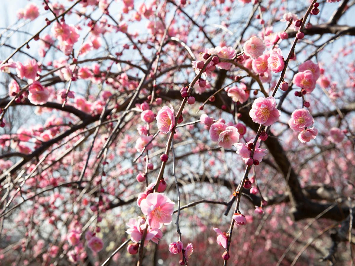 平芝公園の梅