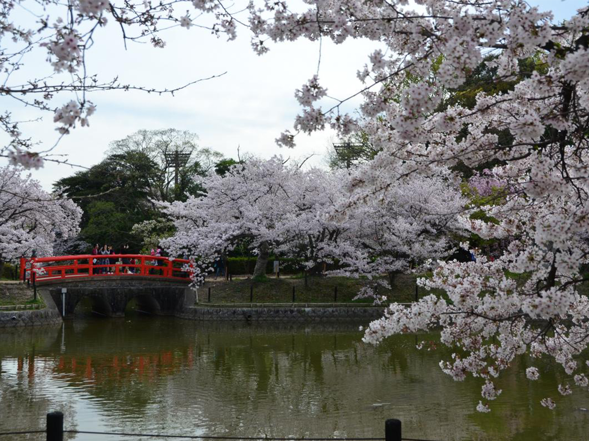 刈谷桜まつり