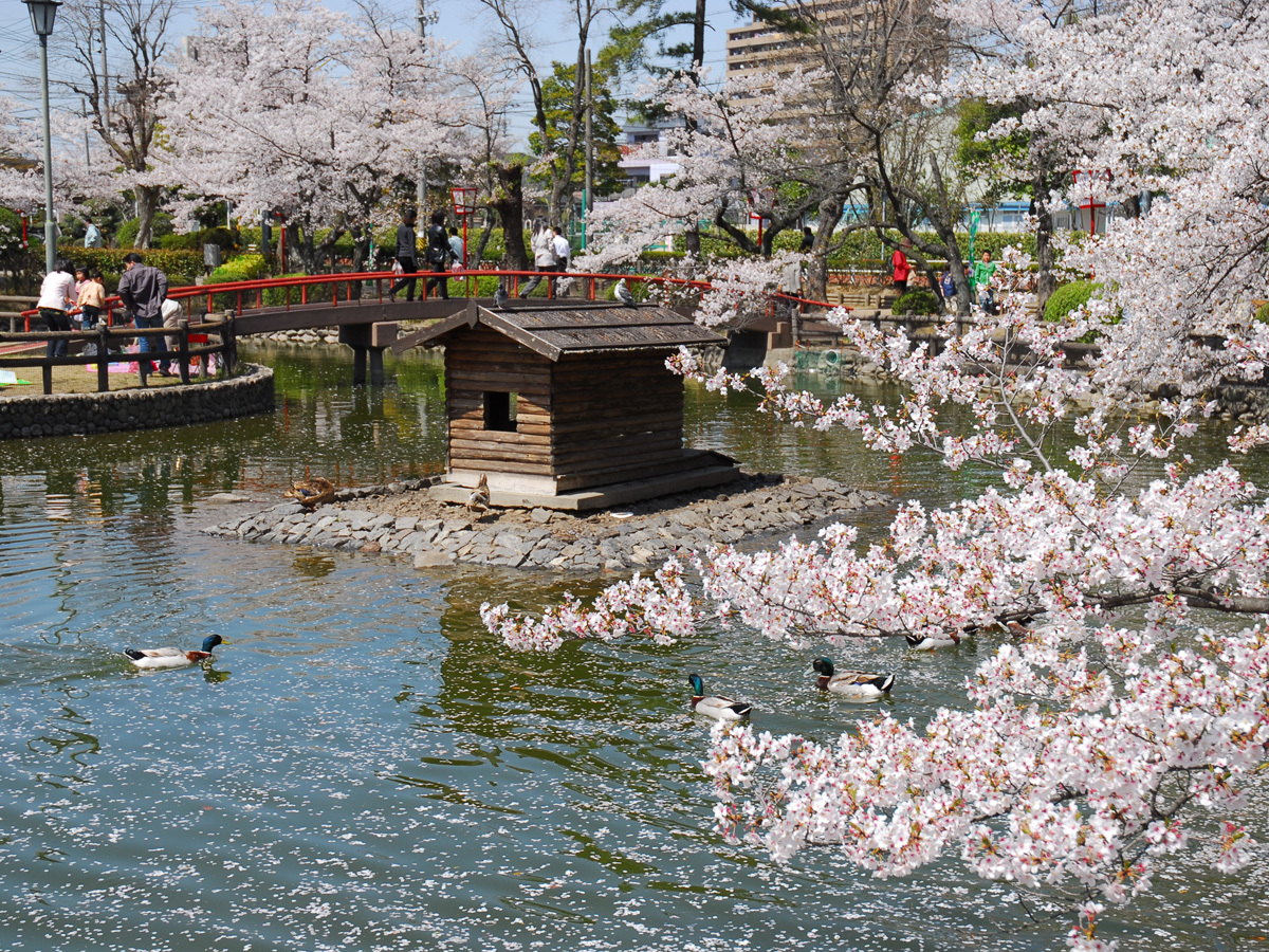 安城桜まつり