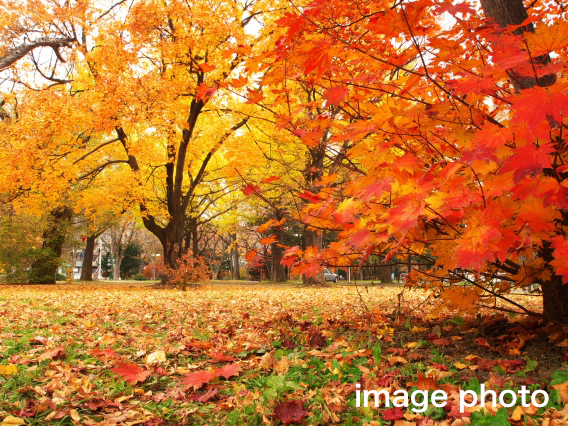 幸田町の紅葉スポット