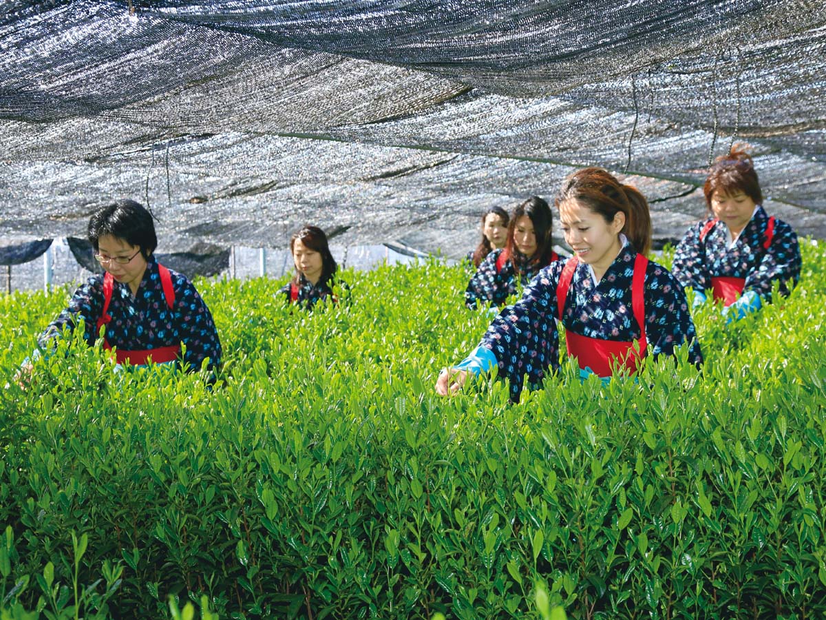 一番茶茶摘み体験と抹茶工場見学