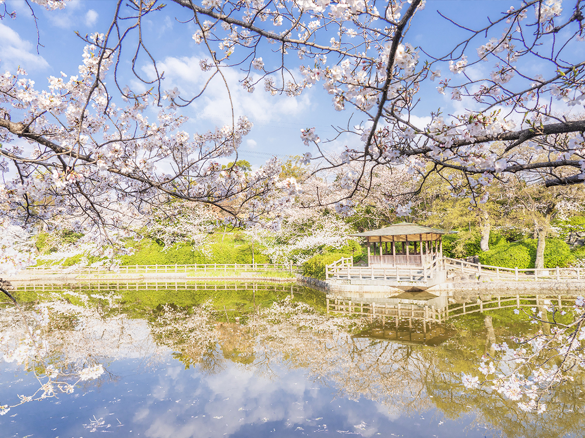 刈谷桜まつり