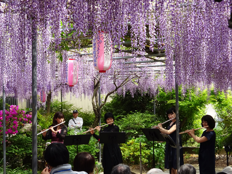 広藤園藤まつり