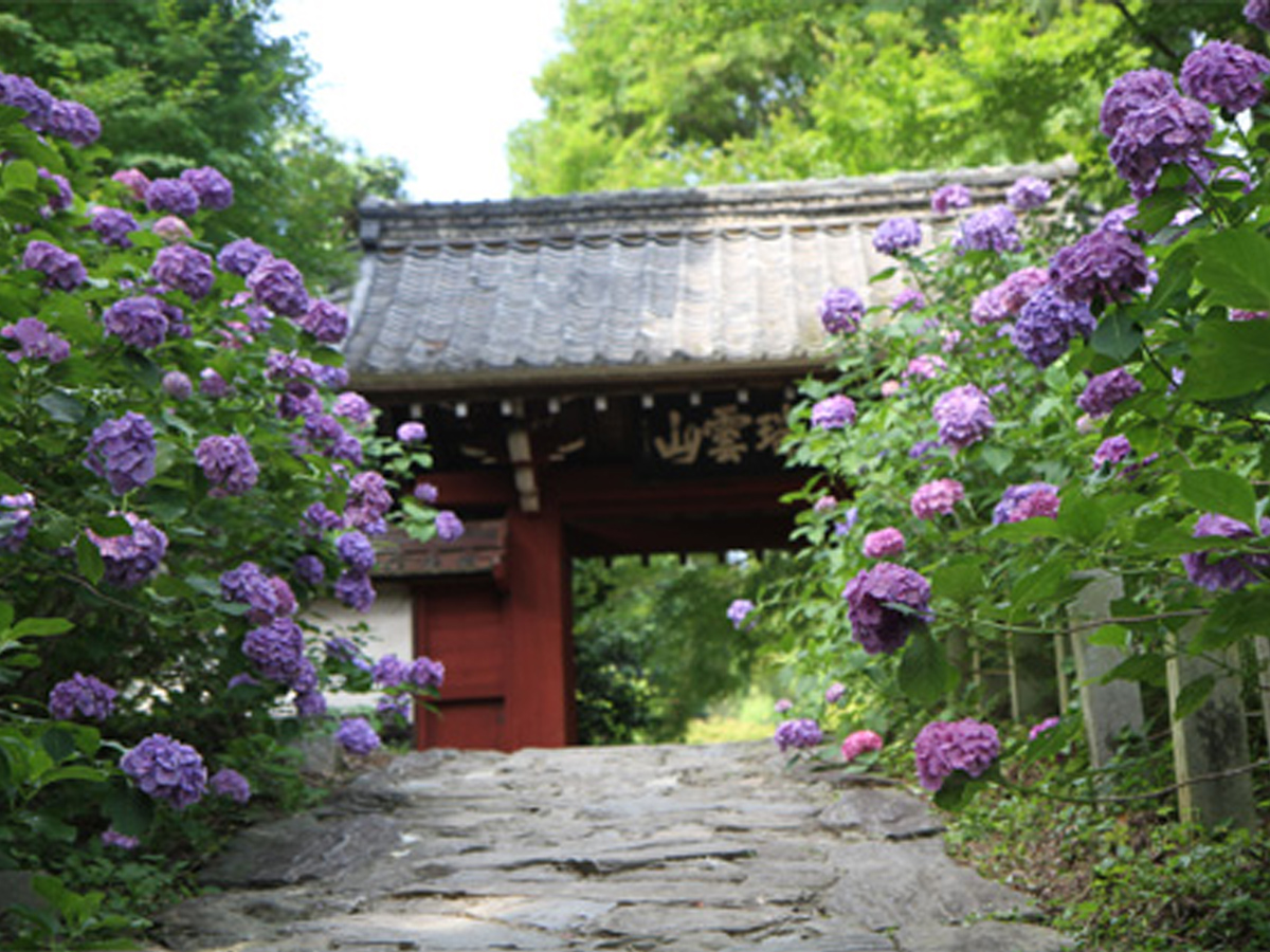 本光寺紫陽花まつり